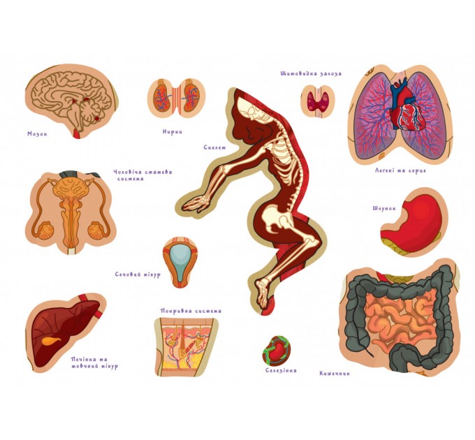 Детская обучающая игра с многоразовыми наклейками "Тело человека" KP-004y на укр. языке