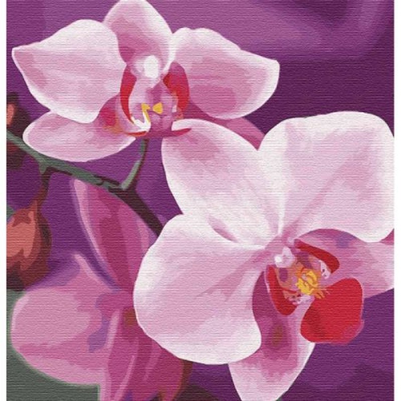 Картина по номерам "Волшебная орхидея" ★★★ КНО3105