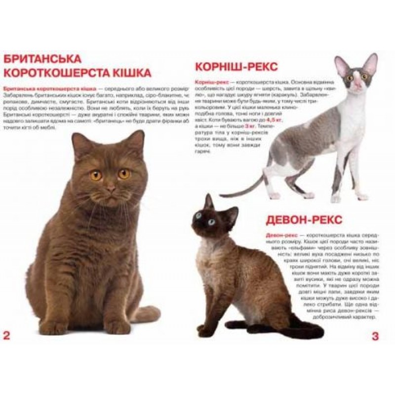 Книга "Большая книга. Кошки" (укр) F00013018