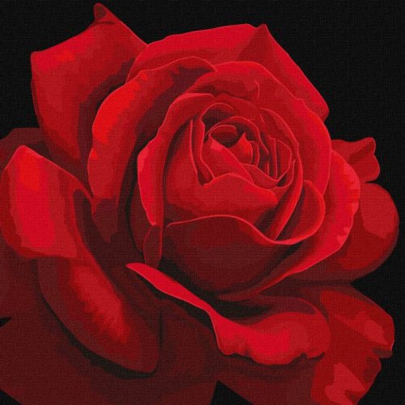 Картина за номерами "Червона троянда" ★★★ Комбінований Різнобарв'я (220093)